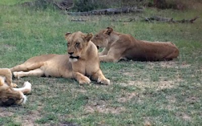 Lionesses resting after a good meal of Kudu