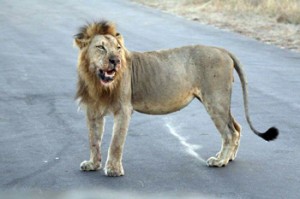 Lion with bloodied face on the tar road right next to our open vehicle.