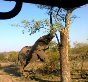 Elephant stretching to get leaves.