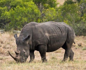 White Rhino seen on Bush Walk.