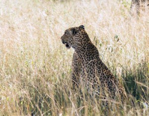 Leopard seen near impala.