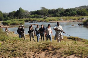 Bongani leads a focussed group on a walk along the banks of the mighty Olifants River.