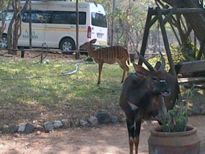 Nyala herd close to us while eating from our garden.