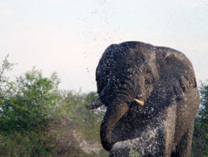 Elephant spraying everything around him at Tremisana waterhole.