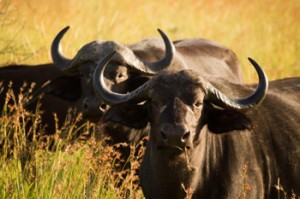 Buffalo near Tremisana Dam.
