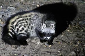 Civet seen scavenging at Viva Safaris’ Marula Boma.