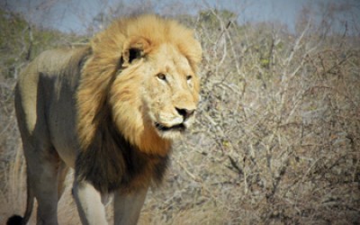 Lions, lions every day!!