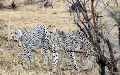 Cheetah
