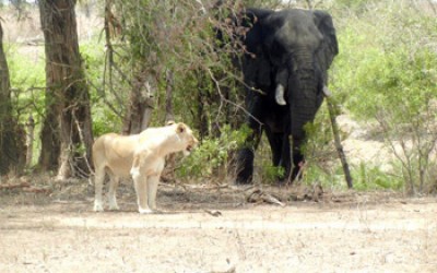 Lioness and elephant share a water hole